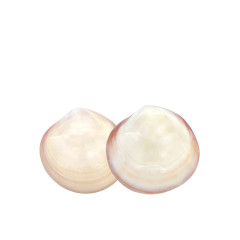Coquillages de massage visage x2